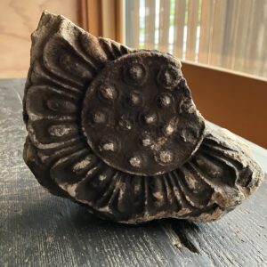 白鳳時代 川原寺系 鐙瓦